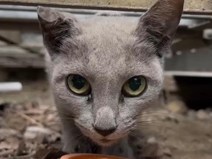保護された猫 保護された猫