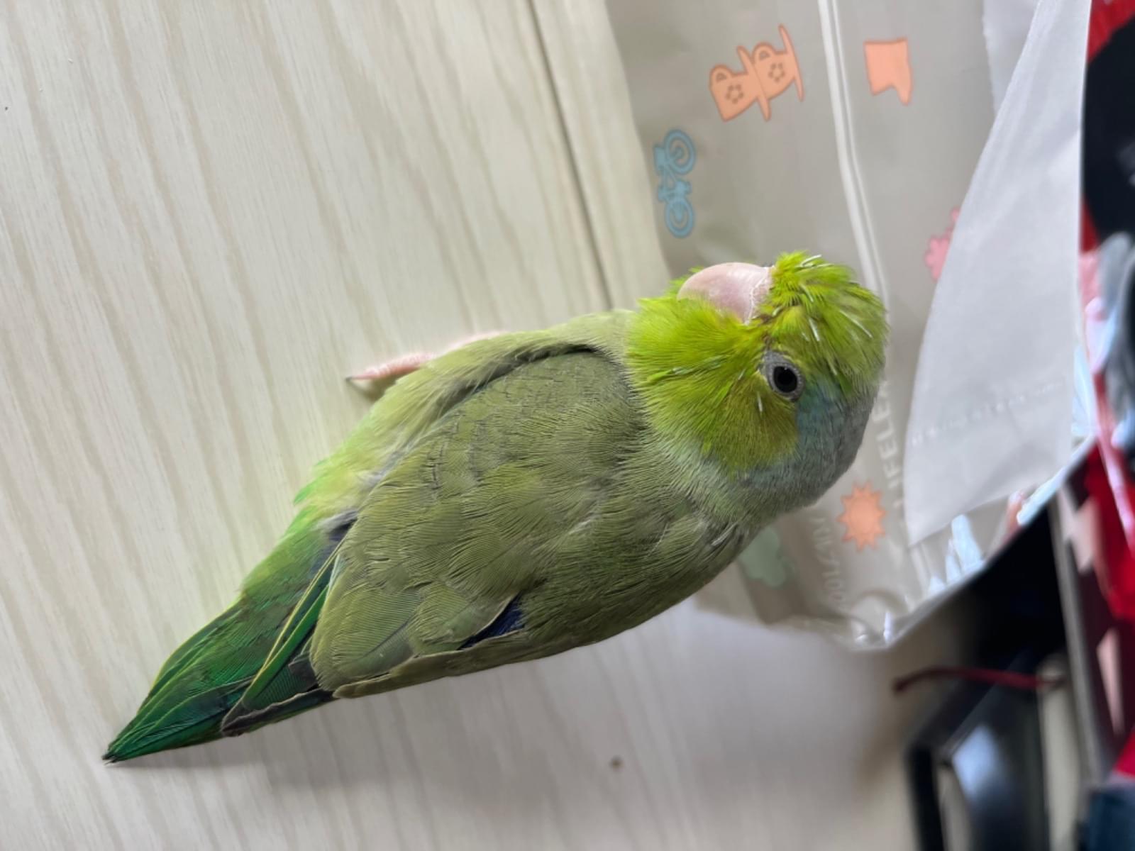 まめちゃん まめちゃん