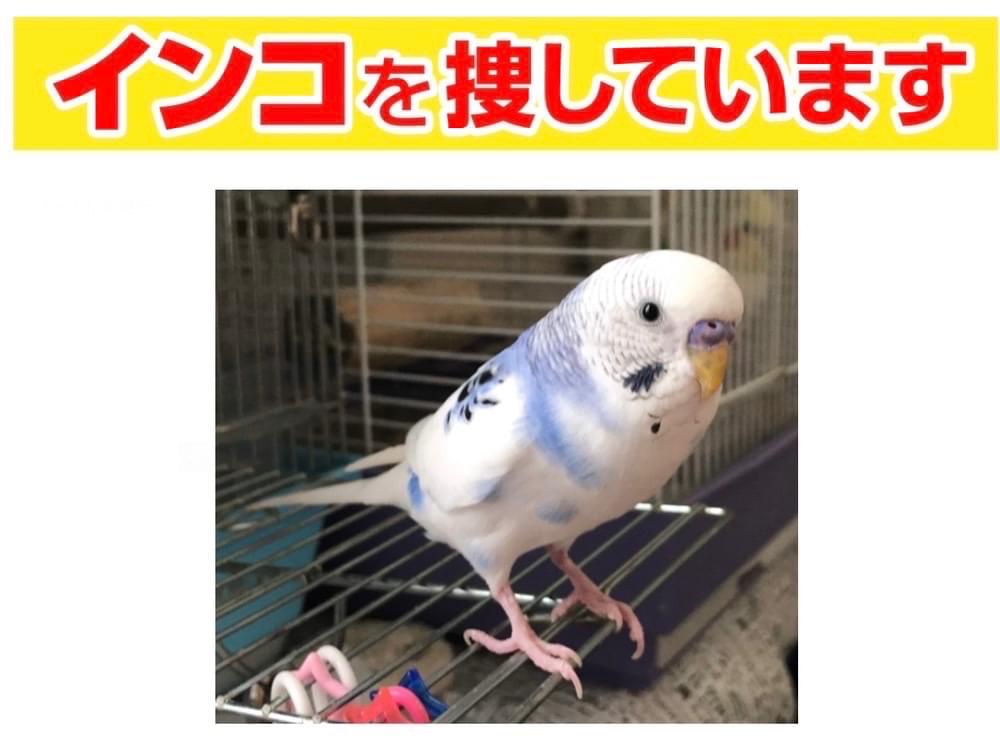 ピピちゃん ピピちゃん
