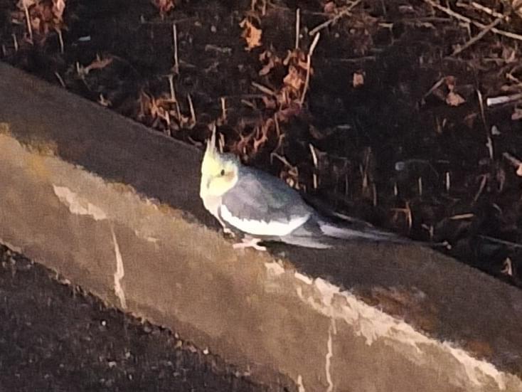 目撃された鳥 目撃された鳥