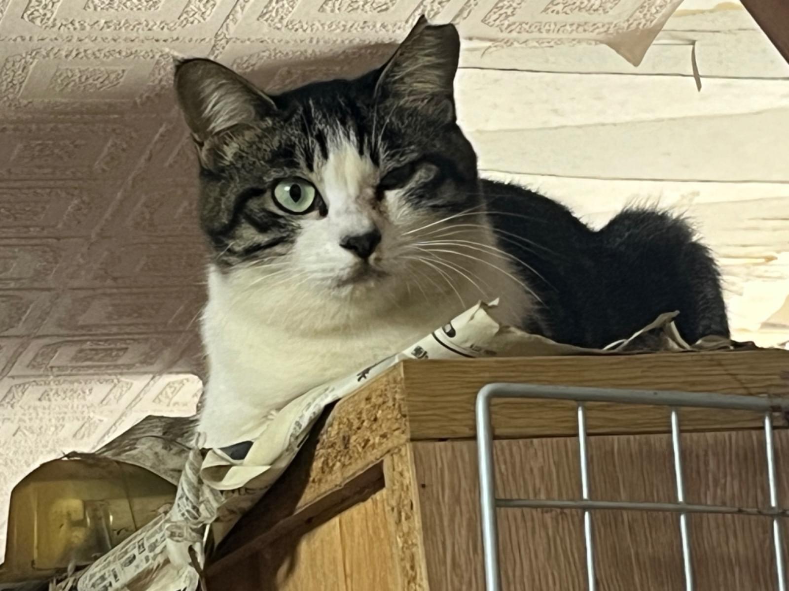 目撃された猫 目撃された猫
