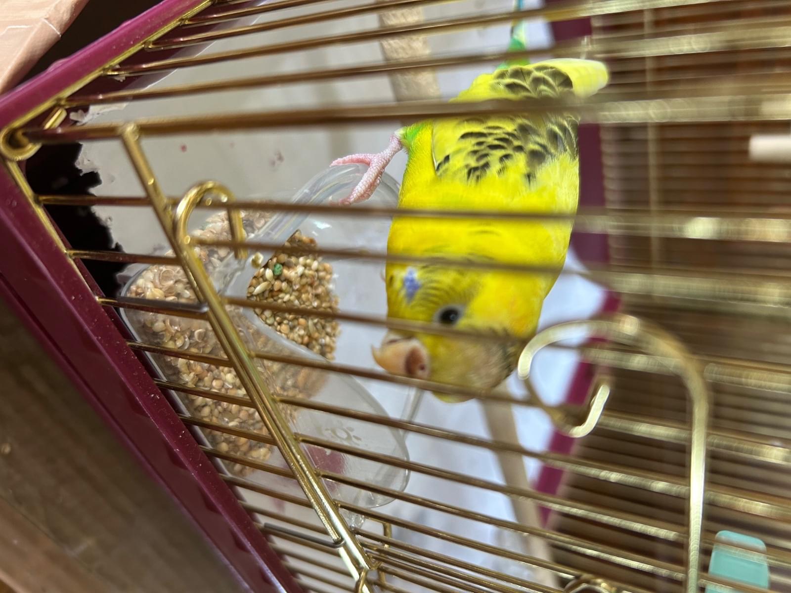 ぴーちゃん ぴーちゃん
