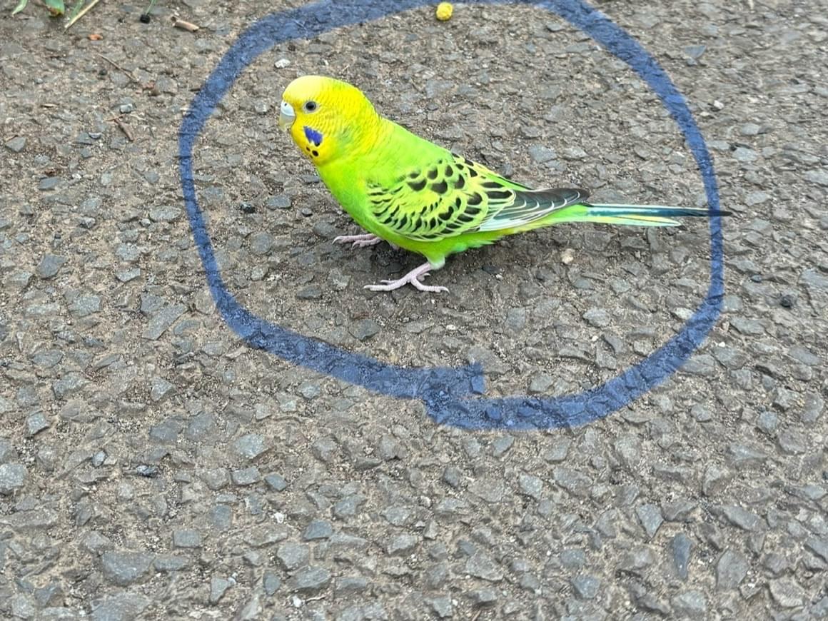 目撃された鳥 目撃された鳥