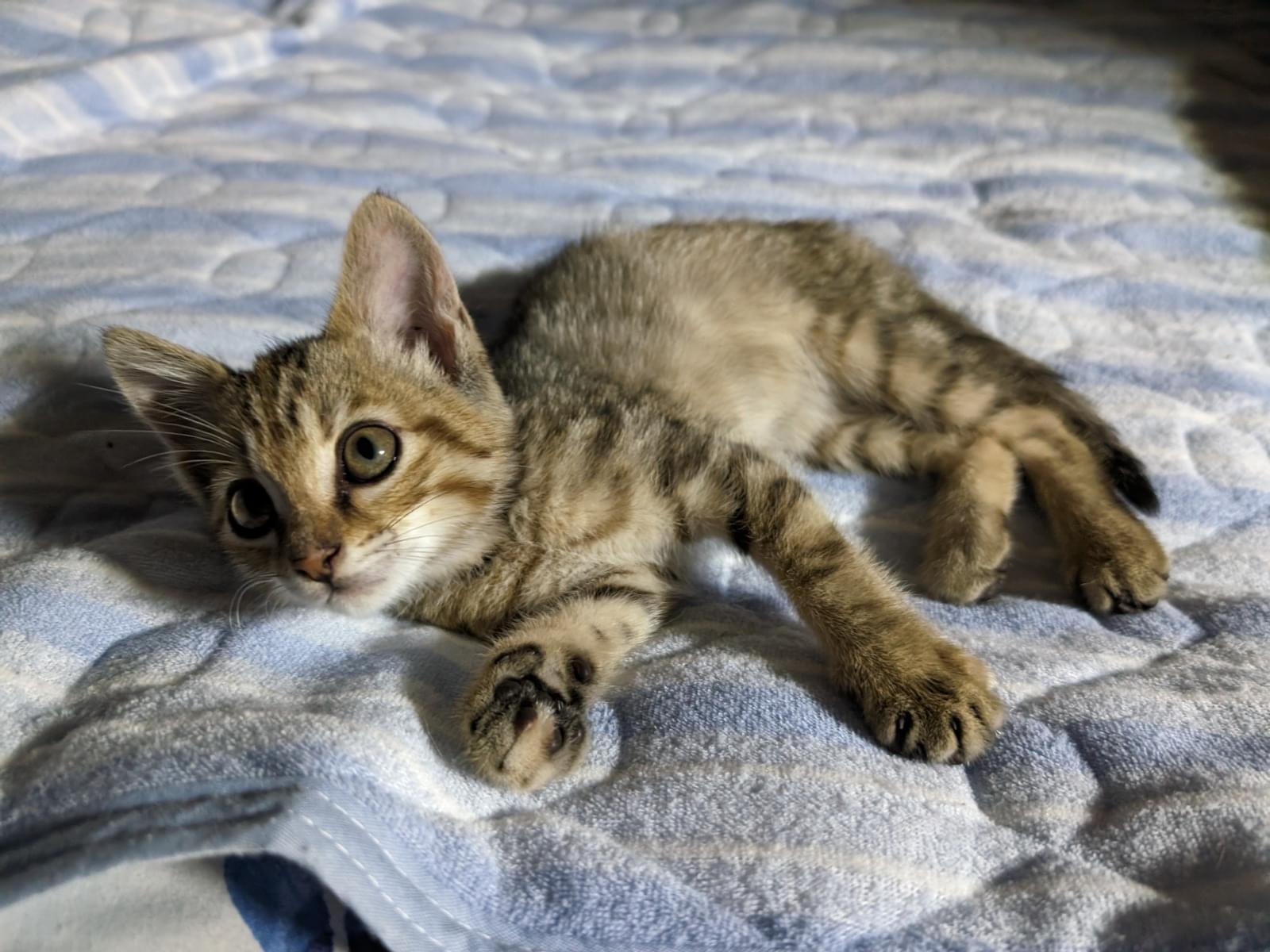 保護された猫 保護された猫