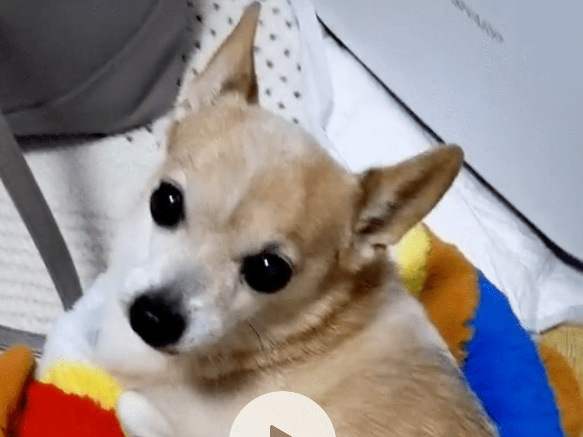 パセリちゃん パセリちゃん