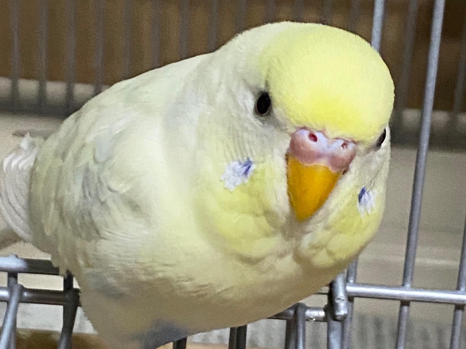 ピースケちゃん