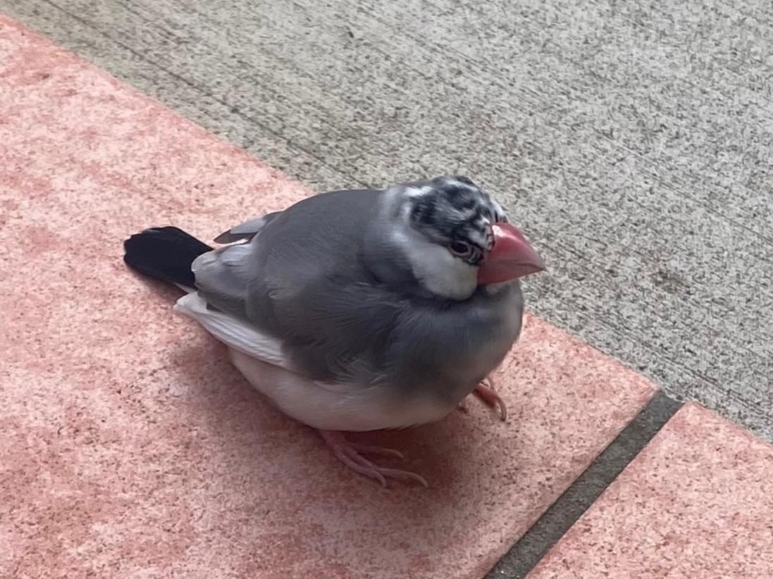 目撃された鳥 目撃された鳥