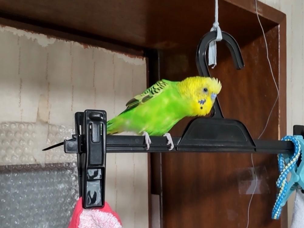 ピーちゃん ピーちゃん