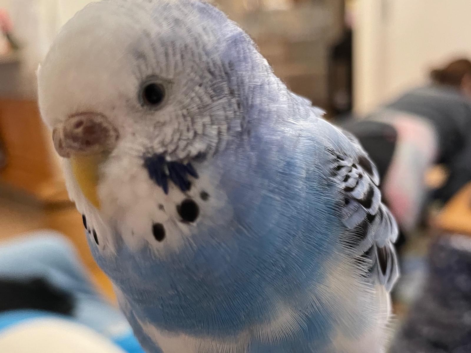 らむねちゃん らむねちゃん