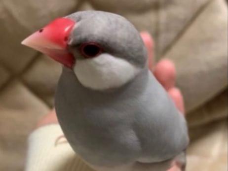 ソラちゃん ソラちゃん