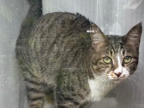 白靴下!キジ×白柄の口元に茶模様 猫探してます!!