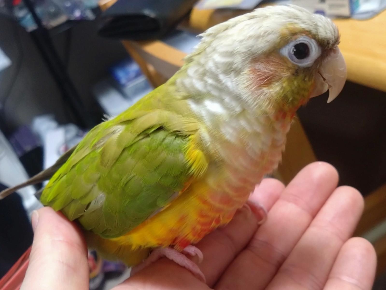はなびちゃん
