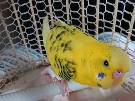 リラちゃん リラちゃん