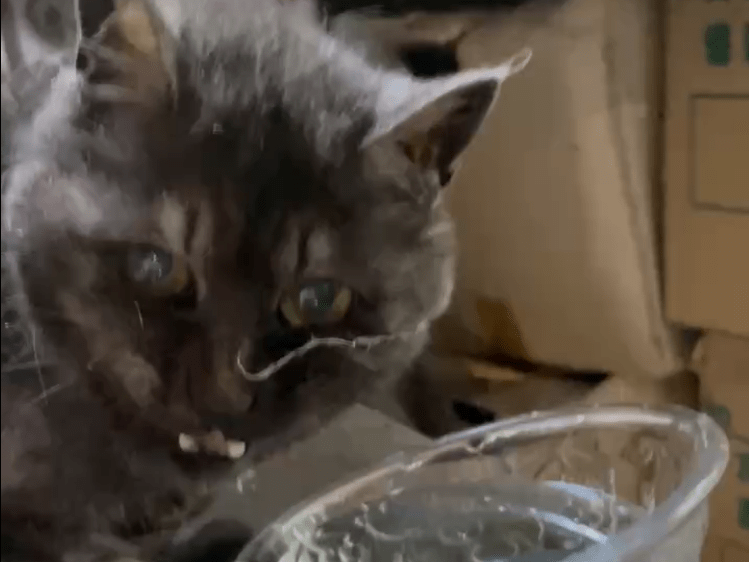 目撃された猫 目撃された猫