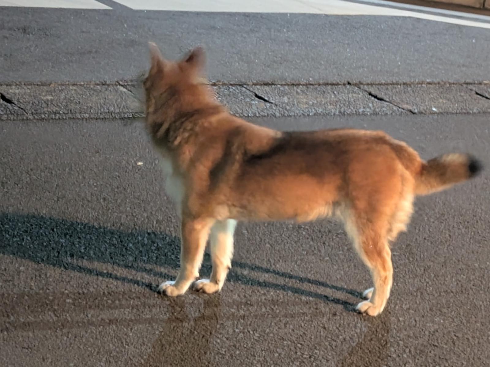 目撃された犬
