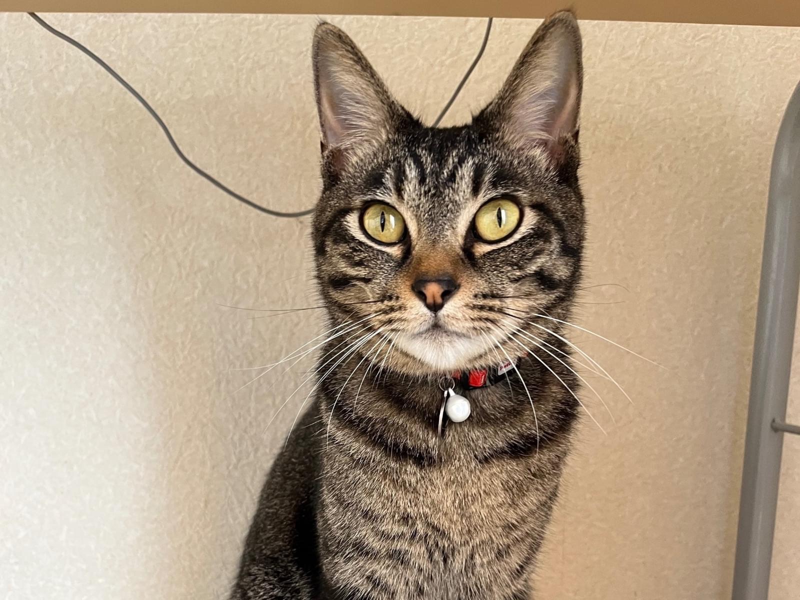 すずまるちゃん