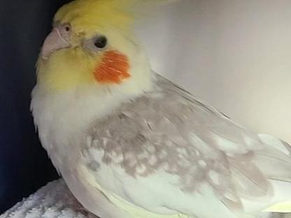 保護された鳥 保護された鳥