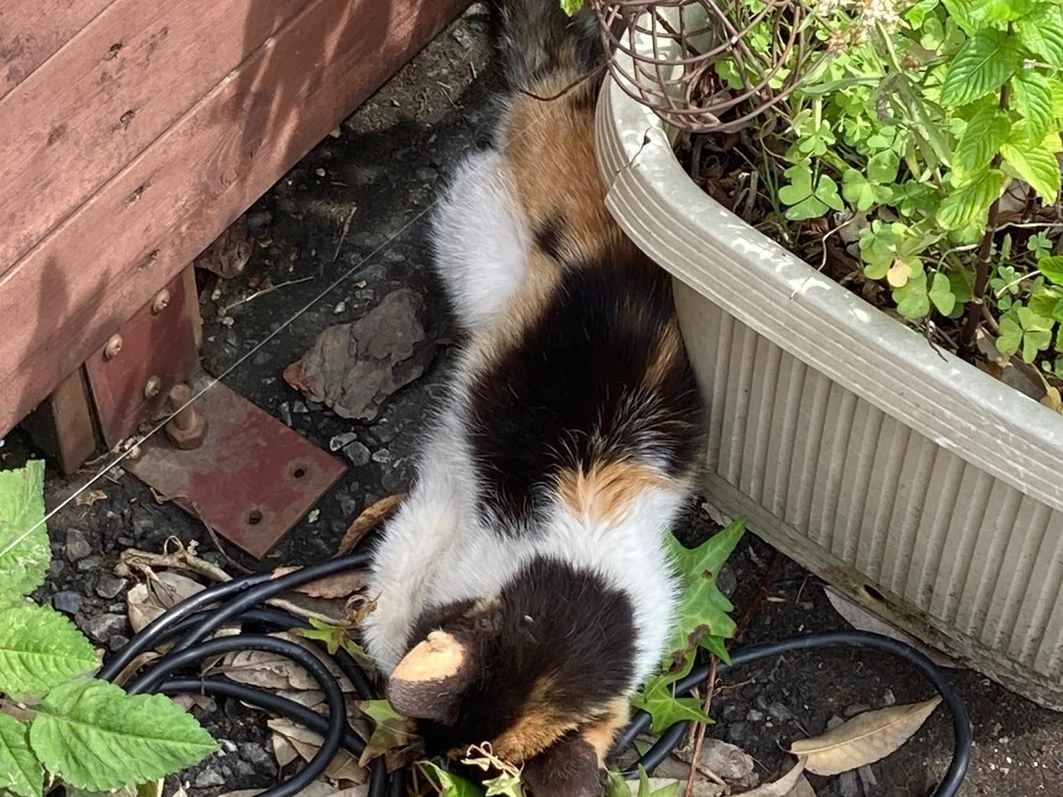目撃された猫 目撃された猫