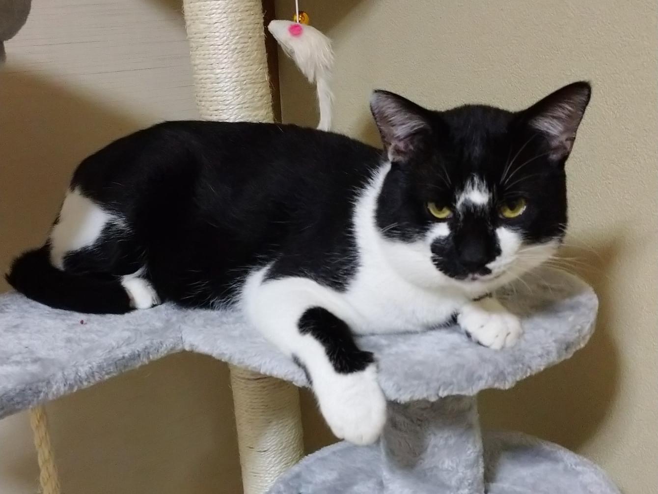 迷子になった猫 迷子になった猫