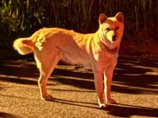 目撃された犬