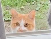 目撃された猫 目撃された猫