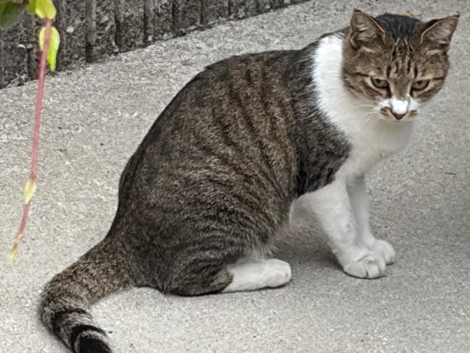 目撃された猫 目撃された猫