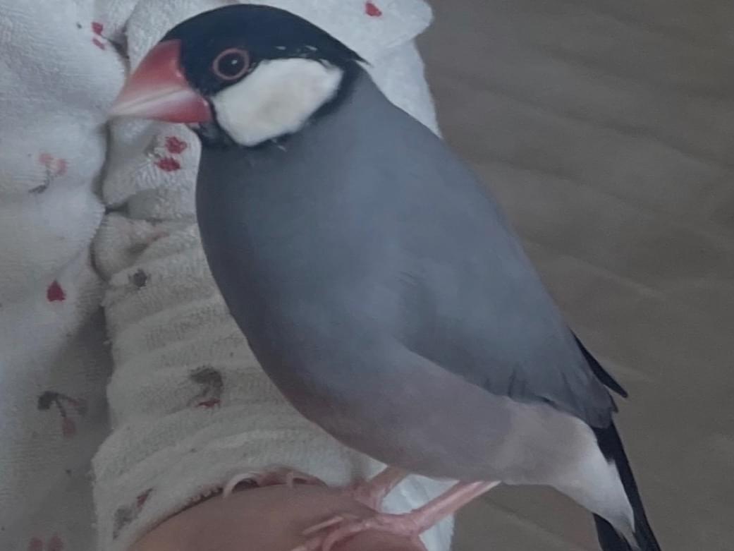 あずきちゃん