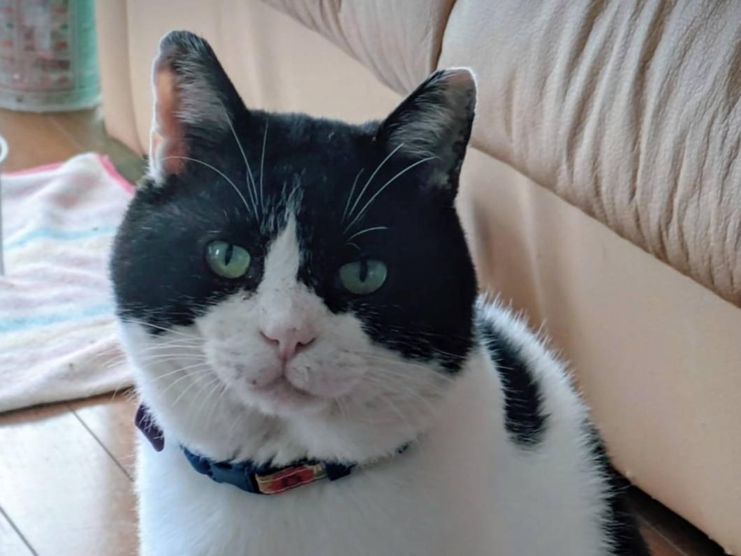 もんちゃん もんちゃん