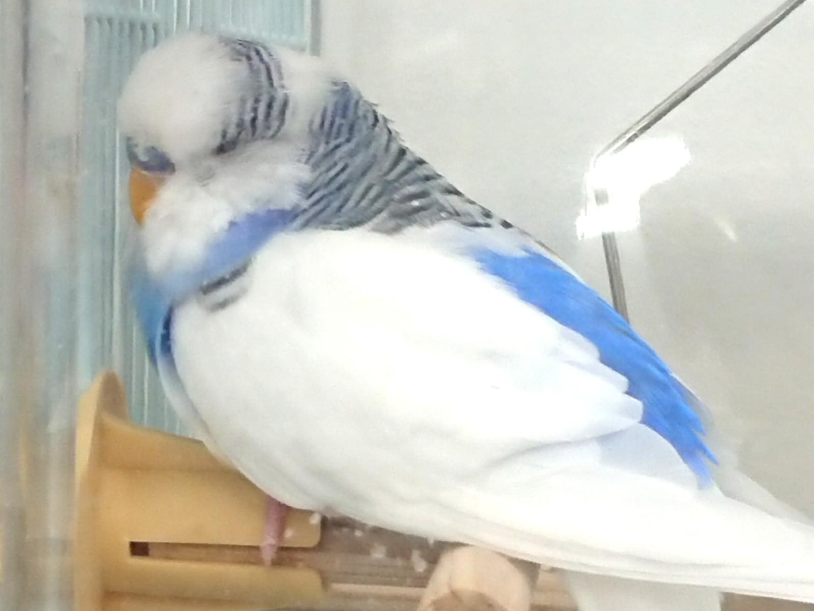 ちろちゃん ちろちゃん