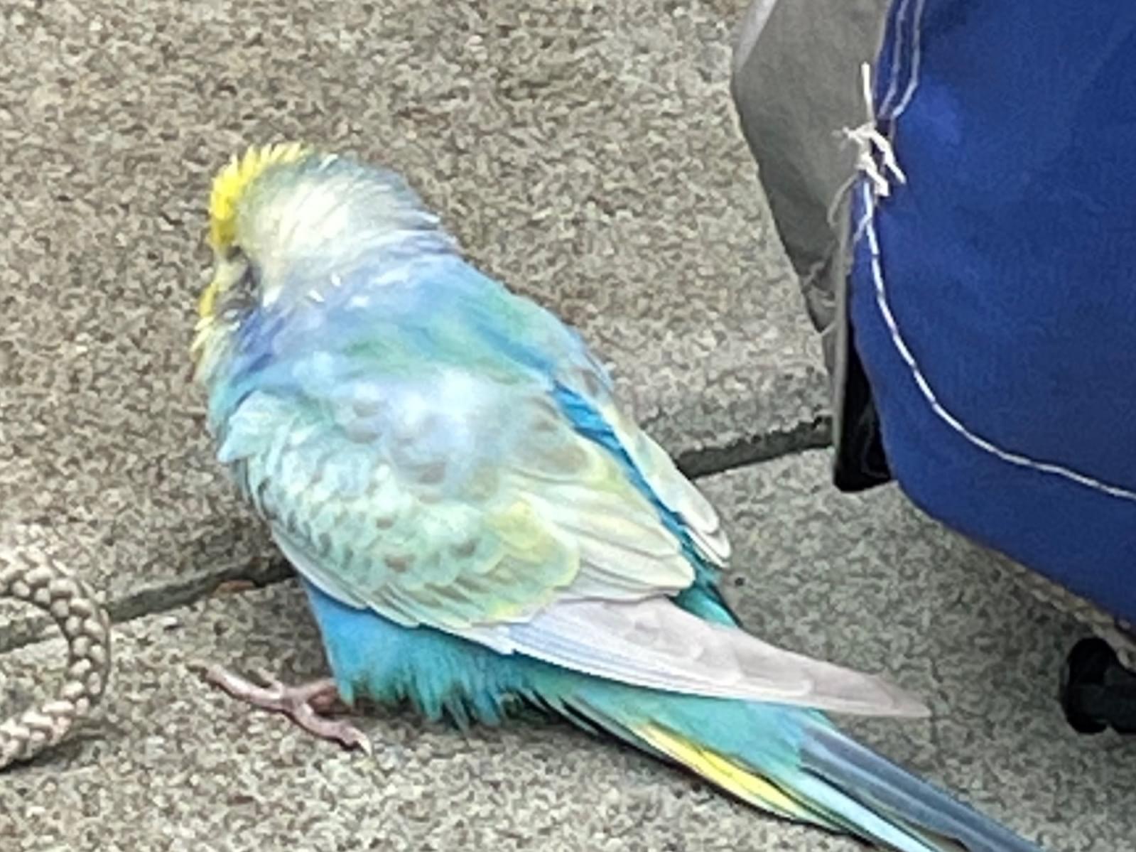 目撃された鳥 目撃された鳥