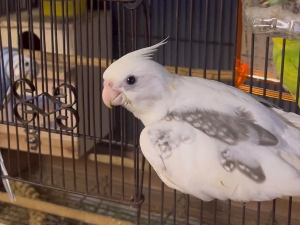 クーちゃん クーちゃん