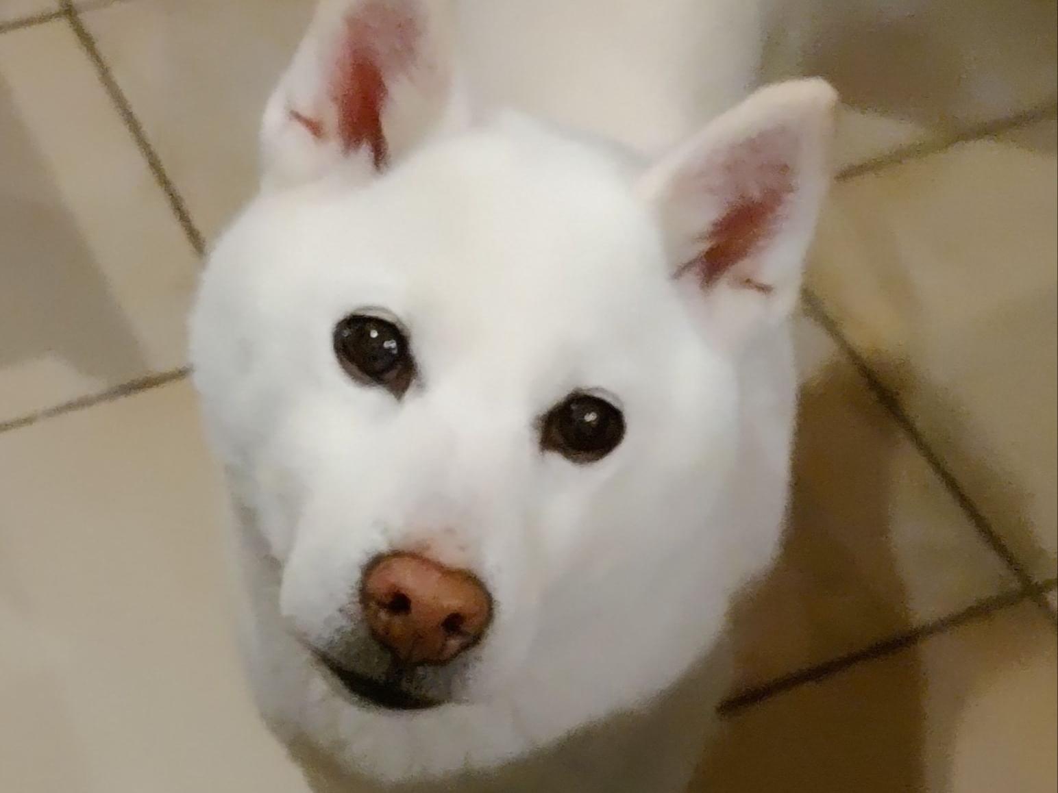 保護された犬 保護された犬