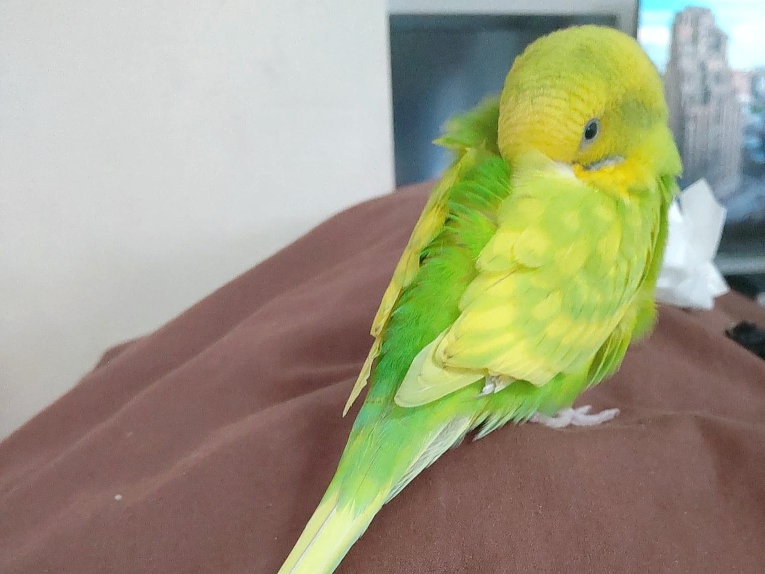 ライムちゃん ライムちゃん