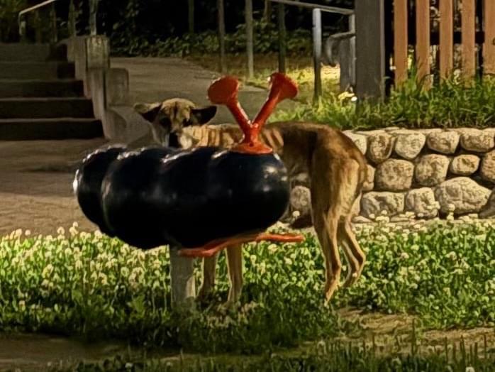 目撃された犬 目撃された犬