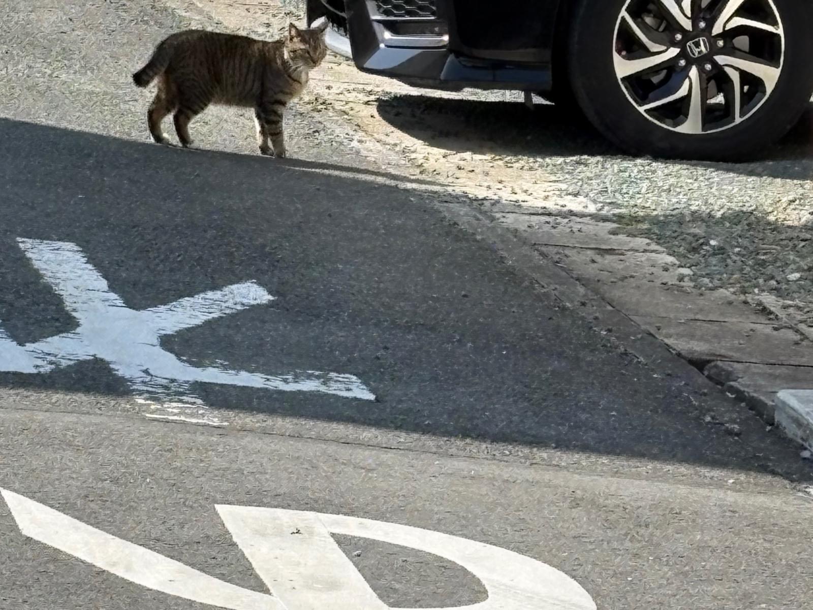 目撃された猫 目撃された猫