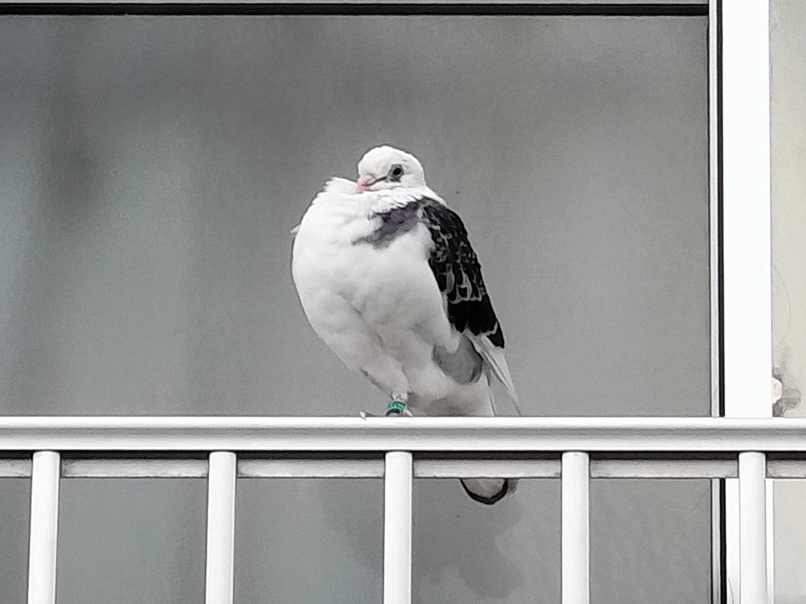 目撃された鳥 目撃された鳥