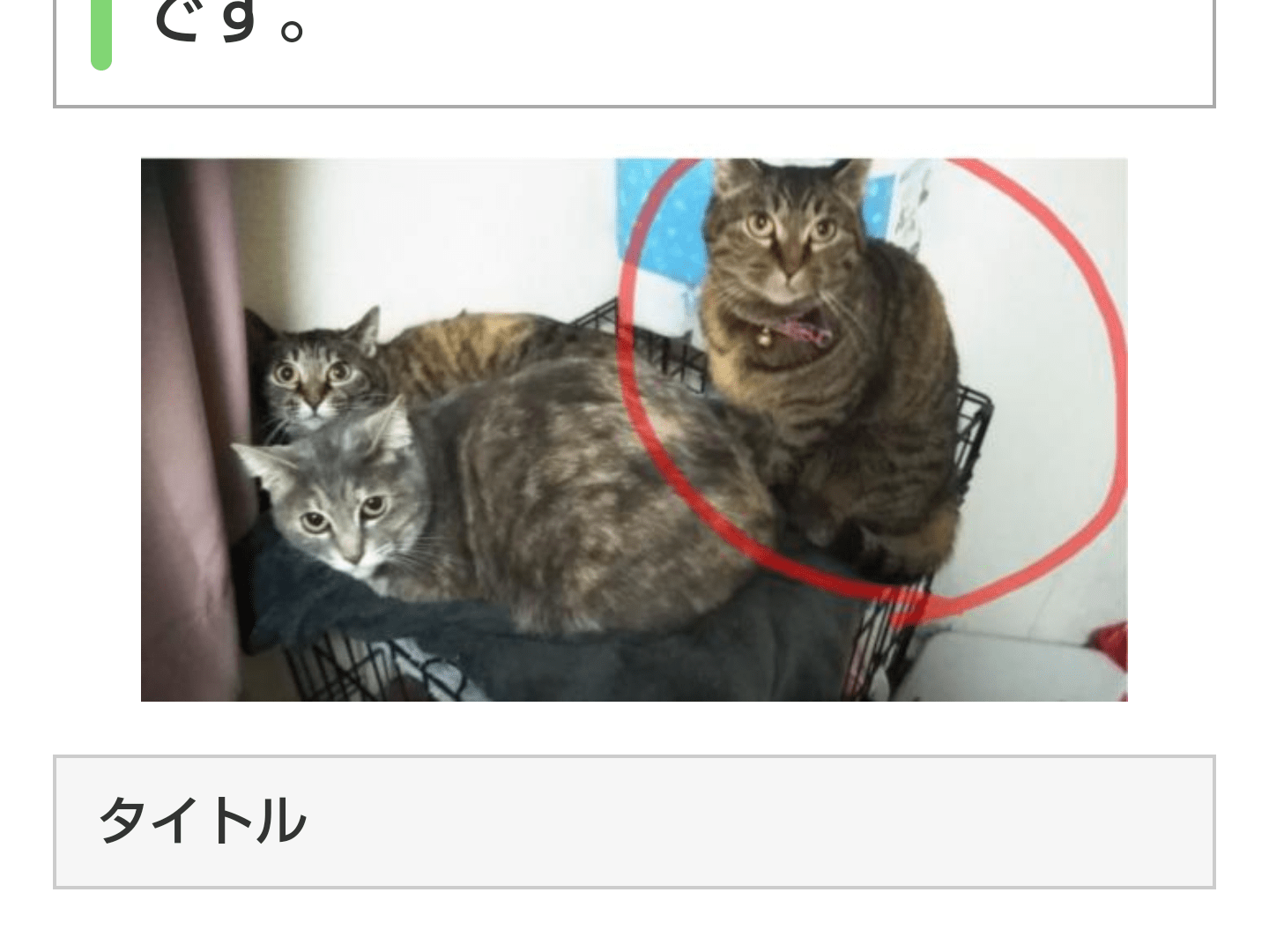 ディクシーちゃん ディクシーちゃん