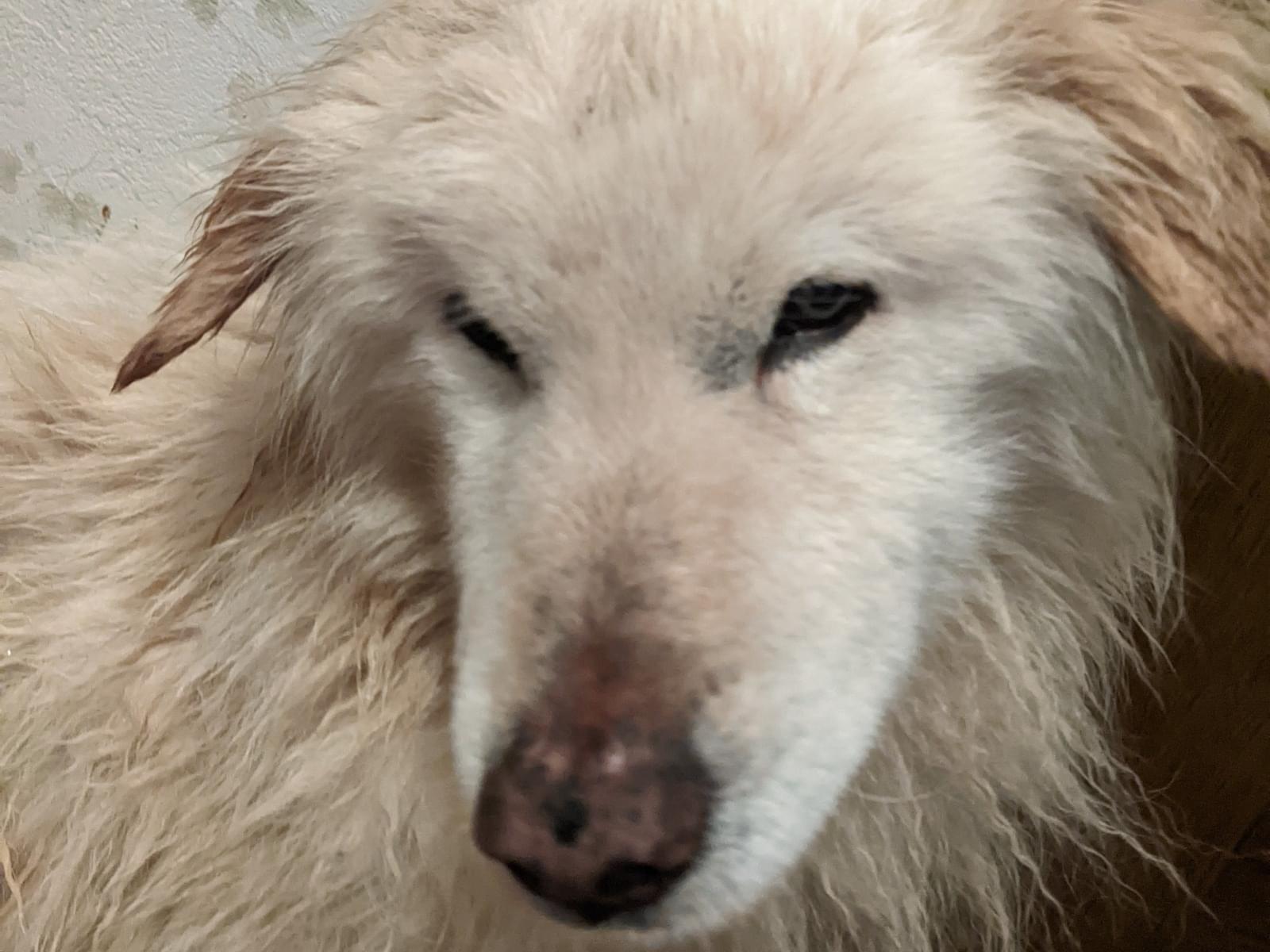 保護された犬 保護された犬