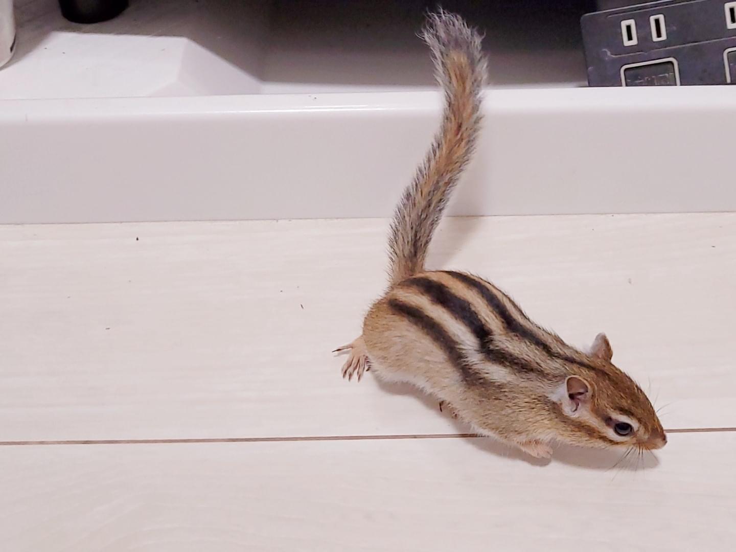 テトラちゃん テトラちゃん