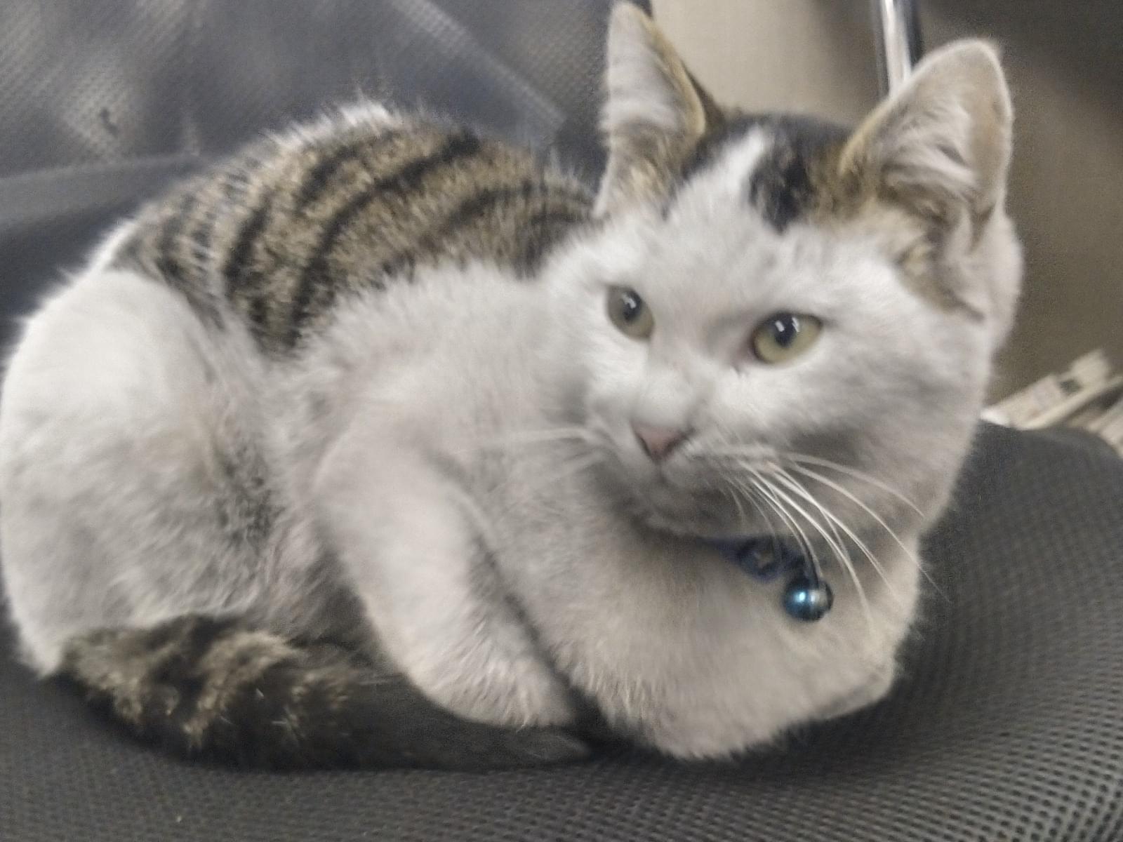 保護された猫 保護された猫