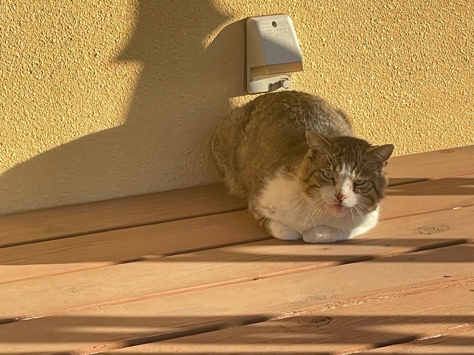目撃された猫 目撃された猫