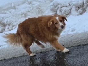 目撃された犬 目撃された犬