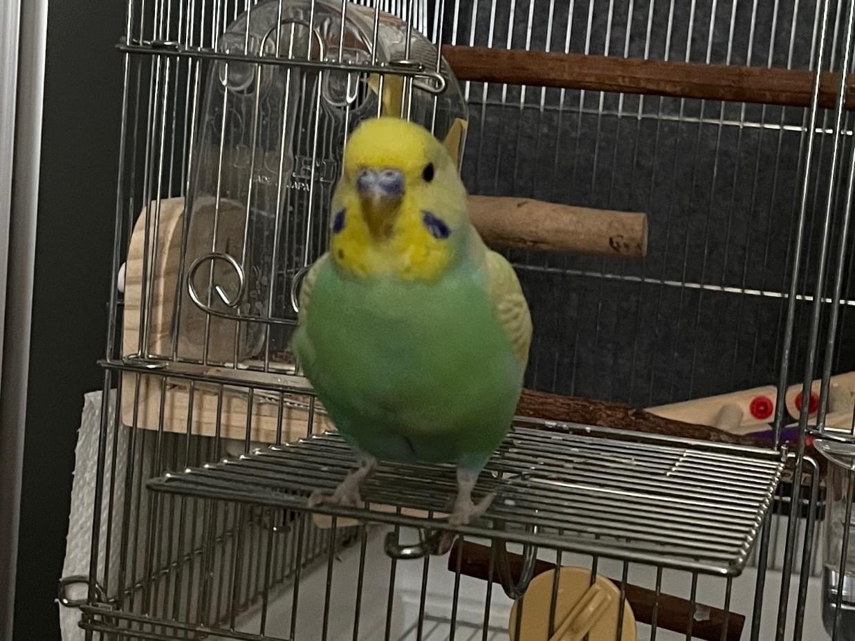 らむねちゃん らむねちゃん