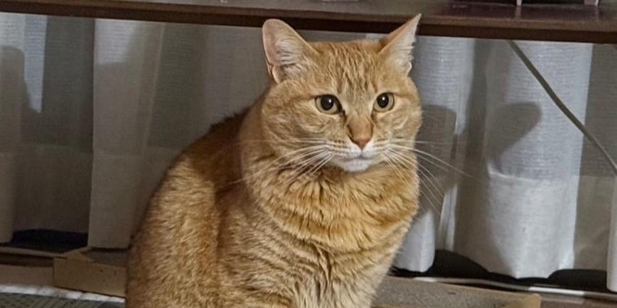 茶トラ、鍵しっぽの猫を探しています。