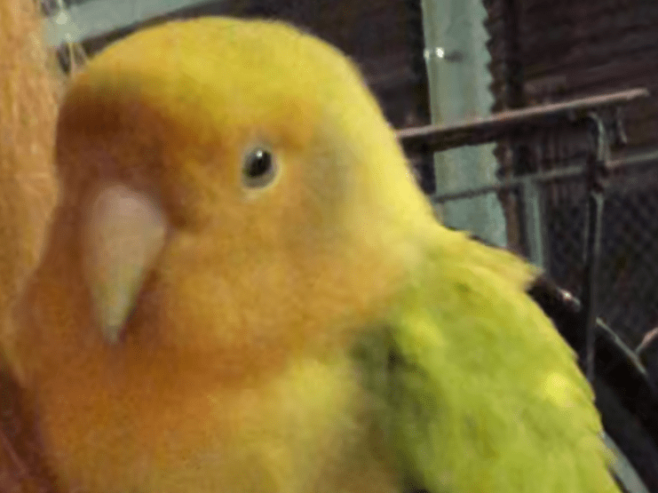 保護された鳥 保護された鳥
