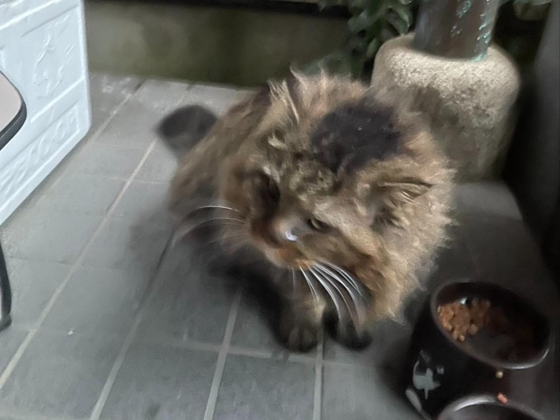 目撃された猫 目撃された猫