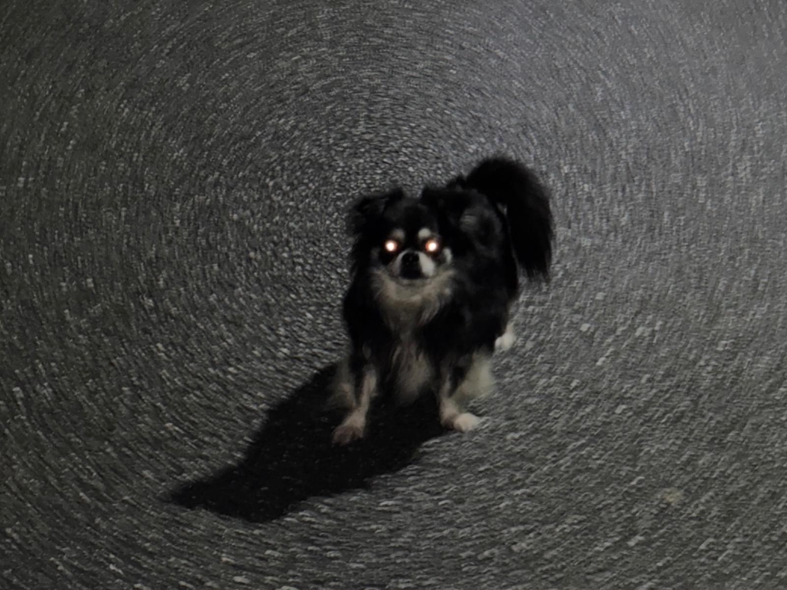 目撃された犬