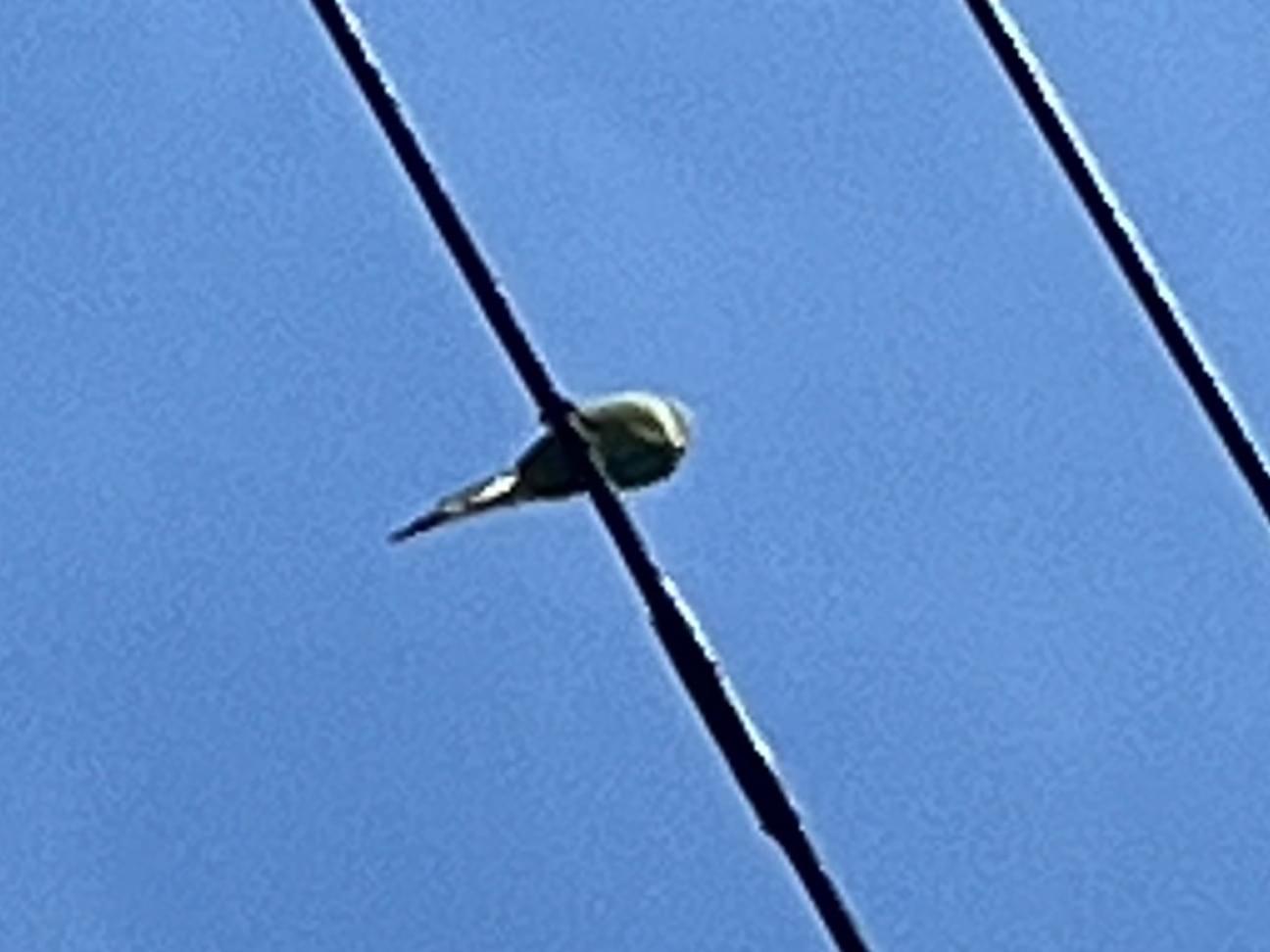 目撃された鳥 目撃された鳥