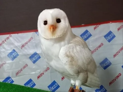 緑の足輪をしているスーパーホワイトメンフクロウ捜してます!