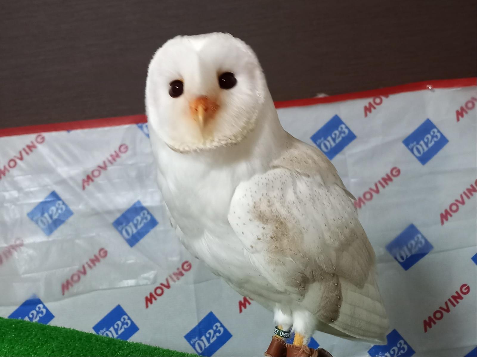 ぐりちゃん ぐりちゃん
